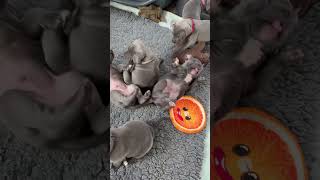 Staffy puppy play time puppy staffy funnypuppy puppyfunnyvideo cuteanimal staffypuppy [upl. by Aztinaj]