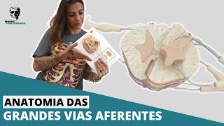 ANATOMIA DAS VIAS ASCENDENTES DA MEDULA ESPINAL  AFERENTES  SOMATOSSENSORIAIS E CEREBELARES 12 [upl. by Aro]