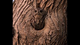 Western screech owl waking up before going out for its nightly hunt [upl. by Shiverick]