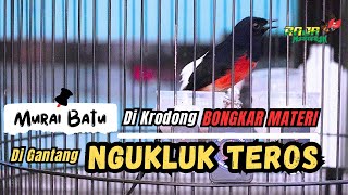 MURAI BATU SUSAH BONGKAR MATERI ‼️ INI PENYEBABNYA [upl. by Yecart680]