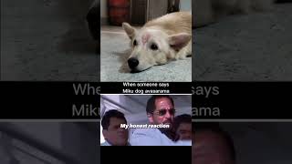 reaction memes doglover viralvideo petlover petparent shortvideo love mylife viralshorts [upl. by Ntisuj]