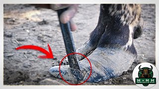 Fixing a MASSIVELY OVERGROWN Cows Hoof [upl. by Martino]