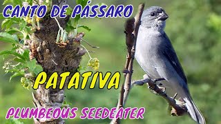 O CANTO DA PATATIVA  Patativa do Campo  Sporophila plumbea  Plumbeous Seedeater  Brazilian Birds [upl. by Snehpets143]