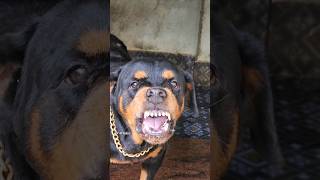 Angry Rottweiler growling sound viral dog angrypuppy angrydog cutepet pets angrycutepuppy [upl. by Cioban]