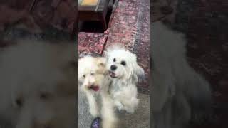 A maltipoo ￼ ￼vs Belgian Malinois belgianmalinois maltipoo dog funny memes [upl. by Hanley]