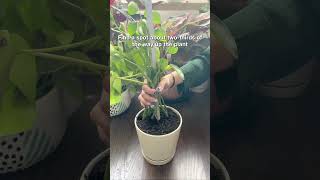 How to fix leaned and toppled houseplants🪴succulentsbox houseplant pileapeperomioides shorts [upl. by Shantee591]