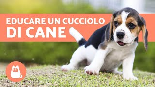 EDUCAZIONE CANINA Come educare un cucciolo [upl. by Vergne709]