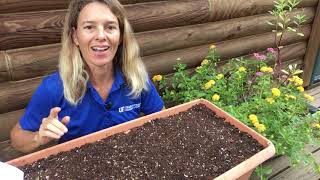 Florida Wildflower Seed Planting in Container [upl. by Rim]