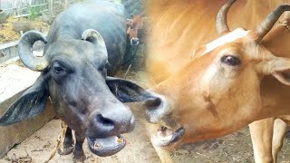 who 🏆 cow 🐄 or buffalo 🐃  cow and buffalos sound Ep  06village cow animals buffalo sound [upl. by Shane]