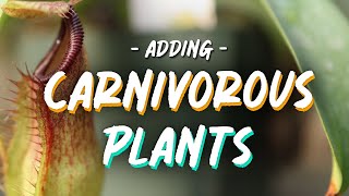 Carnivorous Plants And Corpse Flowers [upl. by Arvie]