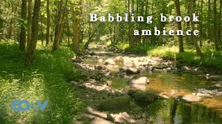 Babbling brook sounds for deep sleep and relaxation  calm stream on a summer evening [upl. by Naujej]