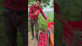 Cosecha pitahaya Roja en Finca Pitahayas del Lago Honduras WhatsApp50495001330 [upl. by Hassi]