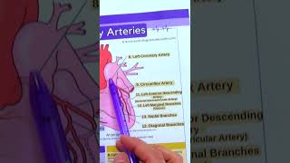 Coronary Artery Anatomy in Less Than 1 Minute  Heart Anatomy shorts anatomy nursing [upl. by Alleda]