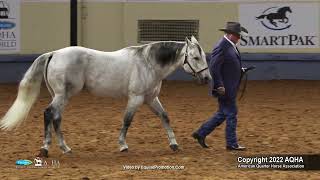 2022 Farnam AQHA and Adequan Select World Select Performance Halter Stallions [upl. by Norahs]