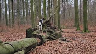 Jagdhund Kleiner Münsterländer sucht Dummy und bringt ihn hundetraining ausbildung [upl. by Zia893]