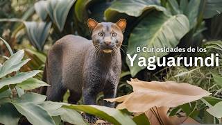 8 Curiosidades de los yaguarundi🐱 [upl. by Lyndsay]