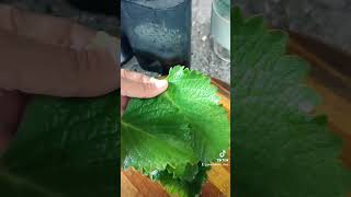 LETS MAKE YACON ROOT JUICE juicing healthylifestyle healthydrink healthychoices [upl. by Marlie346]