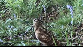 Woodcock Pair on Trailcamera [upl. by Aihsitan]