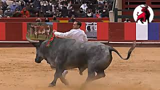 zaragoza spain bullfight  amazing scene in the bull bullfighting zaragoza bull animals sports [upl. by Romilly]