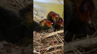 Eurasian Coot Chicks shorts [upl. by Florian]