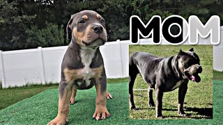 We Have A Few Options For You WARNING All Quality Blue Tri XL American Bully [upl. by Yerkovich]