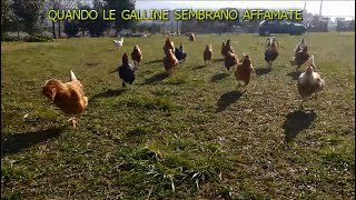 Quando le GALLINE CORRONO DIETRO al padrone sembrano affamate come volessero chiedere la quotcaritàquot [upl. by Hyacinthie]