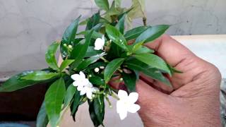 Growing Tips CHANDANITABERNAEMONTANA DIVARICATAPINWHEEL FLOWERNANDIVARDHANAM [upl. by Leummas]