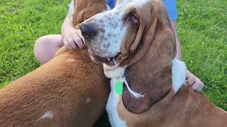 Basset hound demonstrates extraordinary agility [upl. by Cohby]