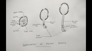 Germination of pollen grain diagram class 12 cbse [upl. by Witty]