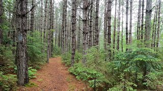 Superior Hiking Trail  Crystal Creek CampsiteCovered Bridge to the Sugar Loaf Road Trailhead [upl. by Dwaine]