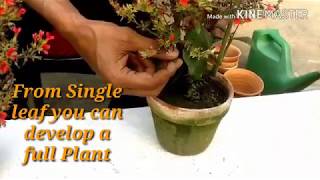 पत्ते से कलांचो का पौधा कैसे उगाएं  How to grow KALANCHOE Plants from its leaves [upl. by Kilian]