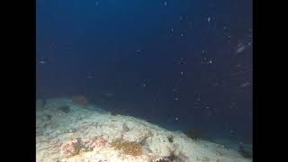 Bathala House Reef 29 07 19 Night Dive [upl. by Robma23]