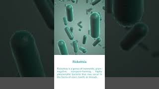 What is Rickettsia Bacteria [upl. by Belvia109]