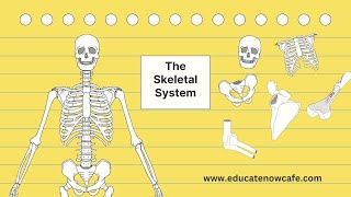 Human Skeleton System Class 78  Science [upl. by Nylassej521]