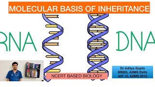 Molecular Basis of Inheritance  Part 1 Structure of polynucleotide chain [upl. by Niatsirk]