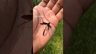 Huge Ichneumon Wasp That I Caught insectsbugspidertarantulawaspinvertebratesentomologyfyp [upl. by Renelle]