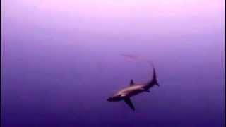 Hunting Strategies of Thresher Sharks Overhead TailSlap [upl. by Mariele]