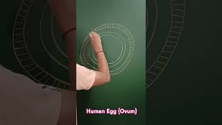 Structure of Human Egg Ovum humanbody ovum humanegg titanclasses biologyclass12 ncert [upl. by Steen208]