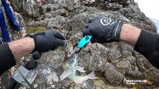 Shore jigging  Most Venomous fish in Adriatic sea [upl. by Adnamaa357]