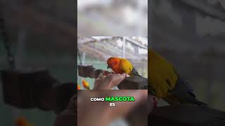 ¿Es Fácil Tener un Guacamayo La Verdadera Responsabilidad guacamayo mascotasespeciales loro [upl. by Debby247]