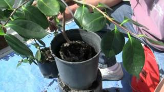 Repotting Camellias with Stevewebm [upl. by Ogg]