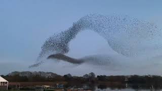 starling murmuration dec 2020 [upl. by Hcirteid]