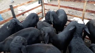 Feira de ovelhas de CACHOERINHA PERNAMBUCO do dia 13062019 [upl. by Ahsinad]