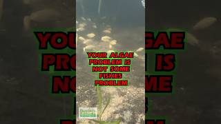 Your Algae Problem Is Not Some Fishes Problem  PART 1 [upl. by Neumark]