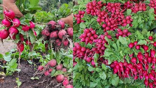 Cultivo de Rábanos en  verano  La Huerta En El Campo [upl. by Ozneral707]