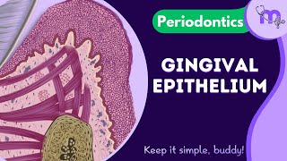 Gingival Epithelium  Layers  Microscopic features  Differences  Periodontology  Animated [upl. by Tengdin]