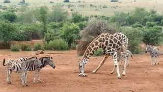 Giraffe and Zebra Play Fight [upl. by Sochor]