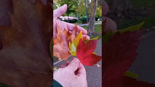 🍁 ¿Por qué cambian de color las hojas de los árboles en otoño 🌳🍂 Hojas marrones rojas y naranjas [upl. by Imim]