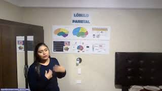 Lobulo Parietal  Curso de Neurociencias y Mindfulness [upl. by Ronna640]