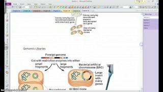 AP Bio Chapter 20 Section 1 [upl. by Melanie814]